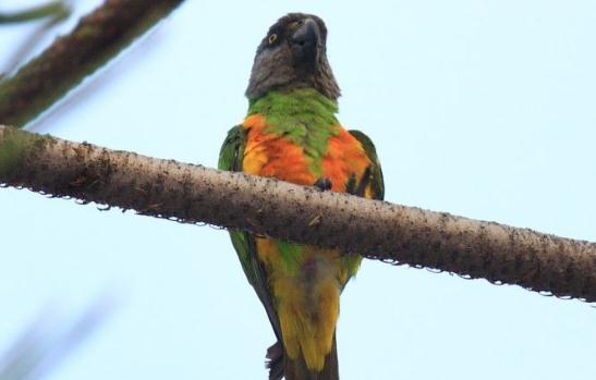 金色錐尾鸚鵡的飼養方法金色錐尾鸚鵡的價格