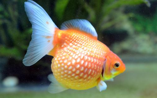 珍珠金魚有哪些品種？珍珠金魚的種類