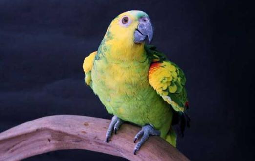 藍頂亞馬遜鸚鵡的價格藍頂亞馬遜鸚鵡飼養方法