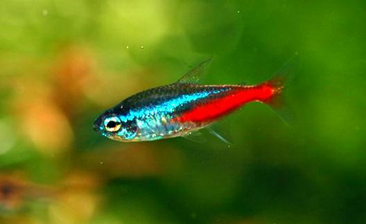 紅綠燈魚是怎樣的?紅綠燈魚的分佈範圍