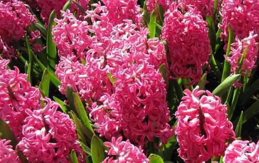 學花市選花技巧助家庭養花