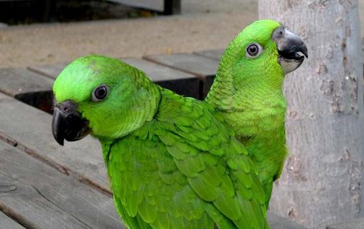 黃頸亞馬遜鸚鵡的簡介黃頸亞馬遜鸚鵡的產地
