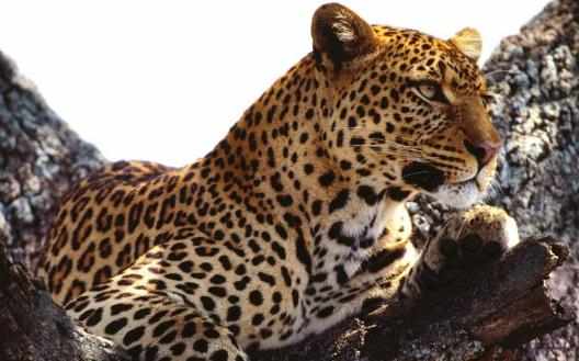 豹子小身軀有著大能量關於豹子的冷知識