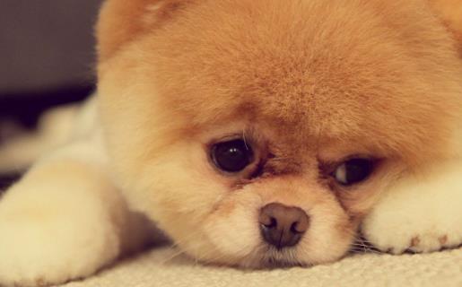 狗發生特殊情况受傷狗的急救與護理常識