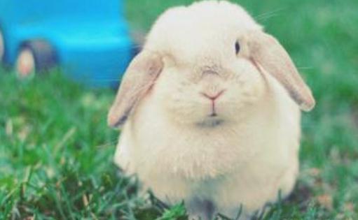 法國垂耳兔的簡介-法國垂耳兔的價格