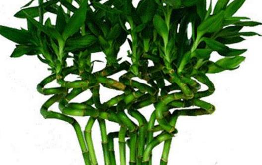 學花市選花技巧助家庭養花