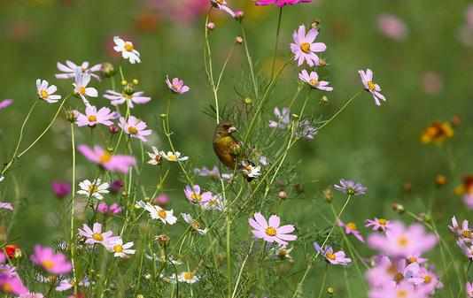 這十種植物碰不得!盤點能置人於死地的植物
