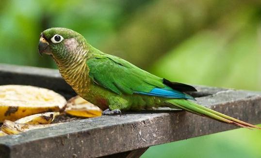 藍喉錐尾鸚鵡如何繁殖?藍喉錐尾鸚鵡的飼養方法