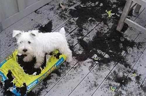 只有鏟屎官才瞭解的快樂容易躺槍的養狗錯誤觀念