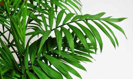 散尾葵是什麼?散尾葵的養護技巧