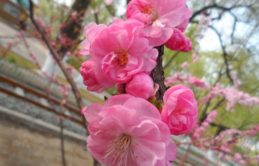 這樣能够讓榆葉梅花更鮮豔