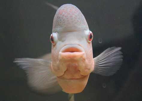 羅漢魚的品種-羅漢魚的風水學應用