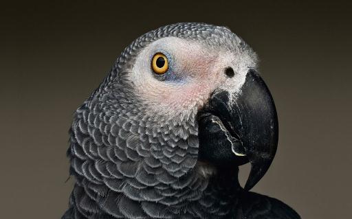 非洲灰鸚鵡的生活習性非洲灰鸚鵡繁殖方法