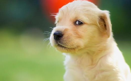 糾正狗狗壞習慣訓練方法使你的狗兒服從