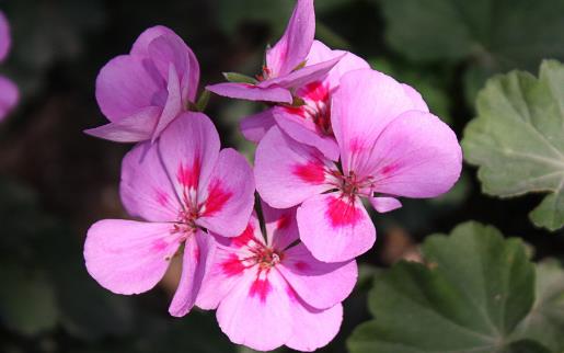 將紫羅蘭栽培到家中紫羅蘭的養殖方法