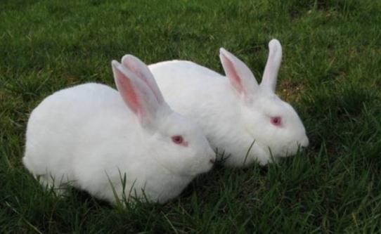 伊拉兔如何護理？伊拉兔怎麼繁殖？