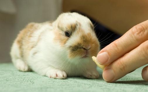 迷你兔怎麼養？迷你兔的飼養方法