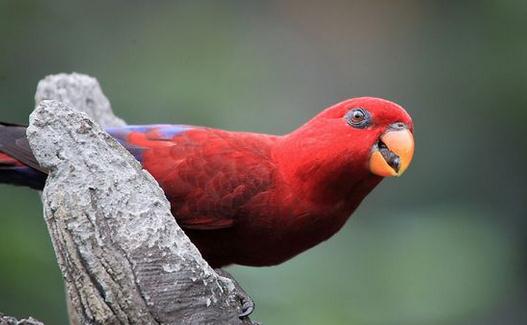 紅色吸蜜鸚鵡產地紅色吸蜜鸚鵡簡介