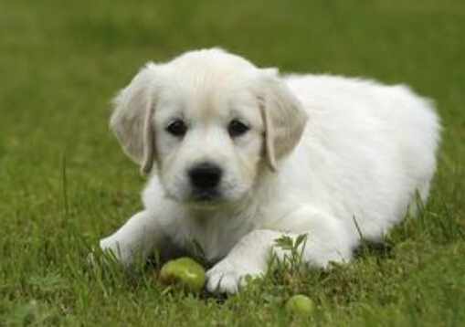 小狗嘔吐怎麼回事？小狗拉稀嘔吐怎麼辦？