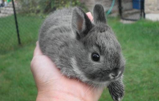 青紫藍兔的形態-青紫藍兔的體型特徵