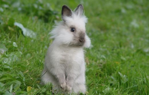 巨型金吉拉兔的簡介-巨型金吉拉兔是什麼？