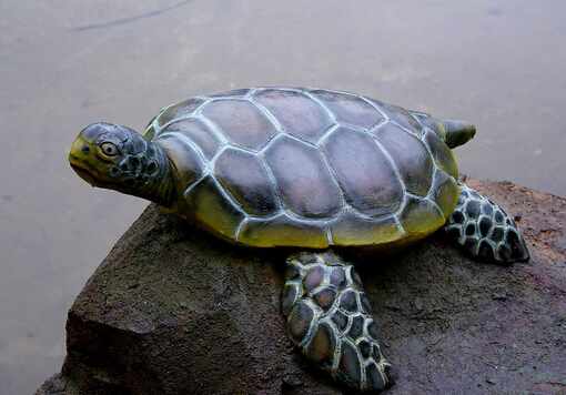 烏龜眼睛睜不開怎麼辦？烏龜眼睛睜不開怎麼回事