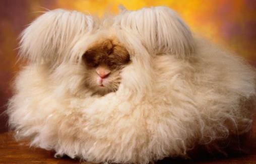 英國安哥拉兔的簡介英國安哥拉兔是什麼？