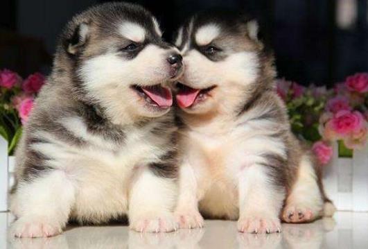 正確餵養幼犬的方法及養狗一些注意事項