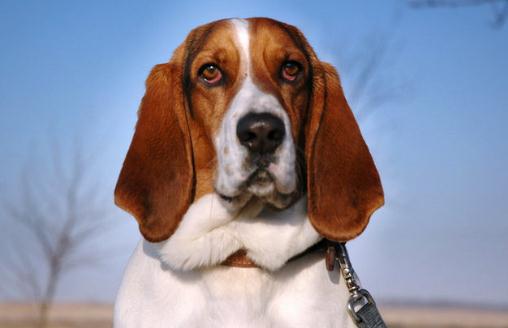 巴吉度犬如何餵養？巴吉度犬是什麼？