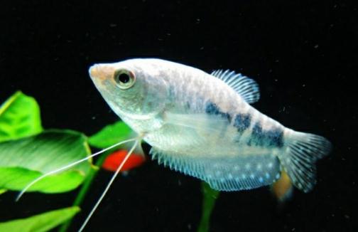 如何為熱帶海水魚預防疾病？