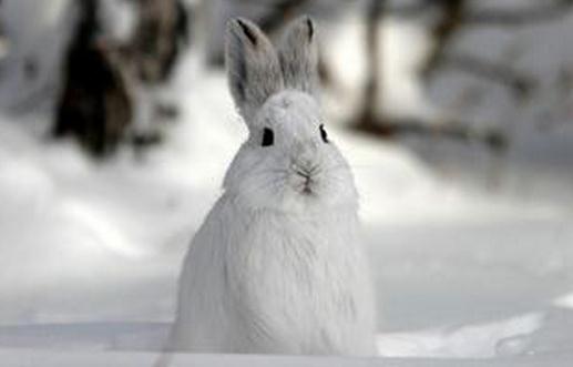 雪兔是什麼？雪兔的簡介