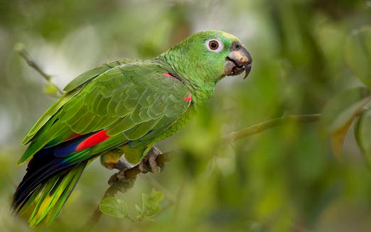 黃冠亞馬遜鸚鵡的簡介黃冠亞馬遜鸚鵡的產地