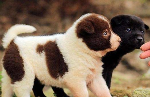 正確餵養幼犬的方法及養狗一些注意事項