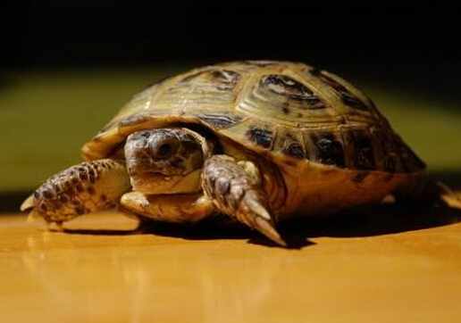 烏龜怎麼分公母？烏龜的種類