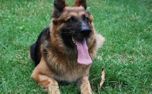 黑貝怎麼訓練？黑貝多少錢一條？