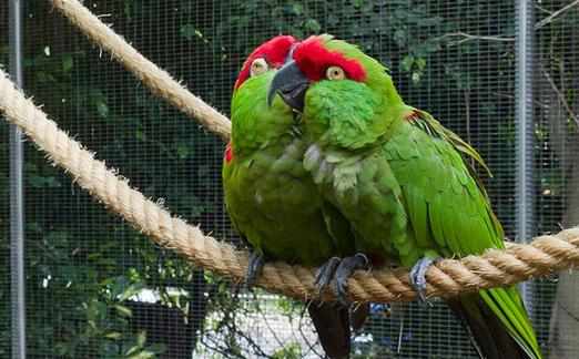 海角鸚鵡的簡介海角鸚鵡的產地