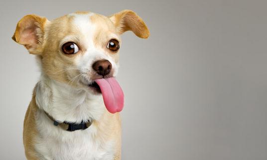 想養狗狗嗎？新手養狗的具體攻略