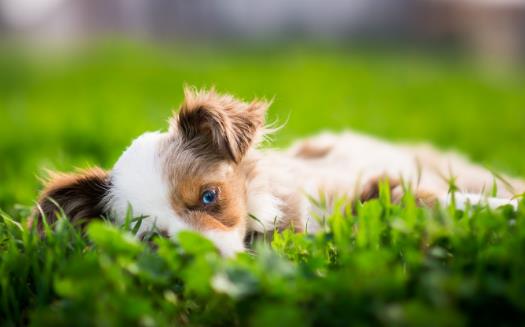 狗狗嘔吐狗狗嘔吐腹瀉治療方法