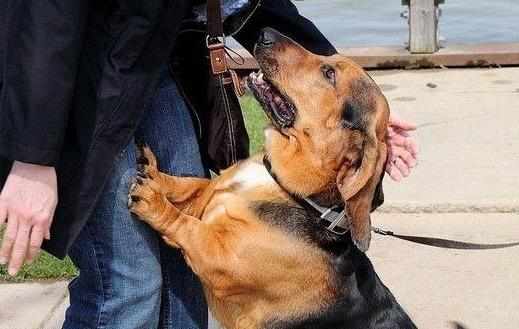 封锁狗撲人的妙招用最少的時間和精力解决狗撲人