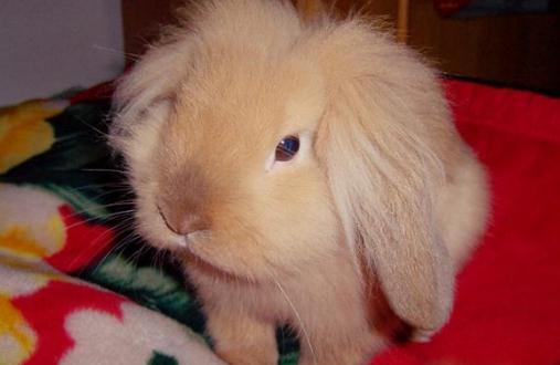 獅子兔的價格-獅子兔多少錢能買到？