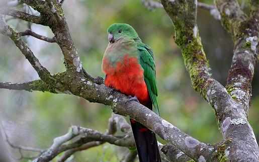 澳大利亞國王鸚鵡的飼養方法澳大利亞國王鸚鵡的價格