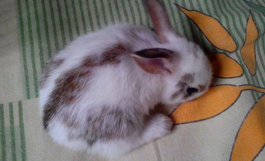 潔西伍莉的價格-潔西伍莉多少錢能買？