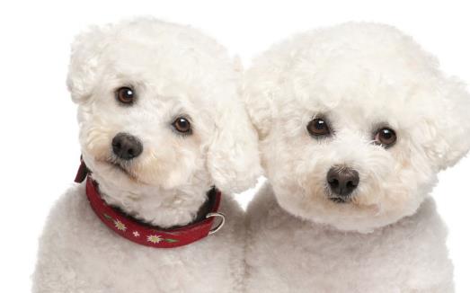 糾正狗狗壞習慣訓練方法使你的狗兒服從