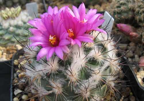 紅梅殿與家居風格的搭配-紅梅殿在家居中的作用