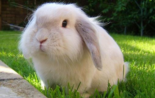 美國黃褐色家兔怎麼養？美國黃褐色家兔的養法