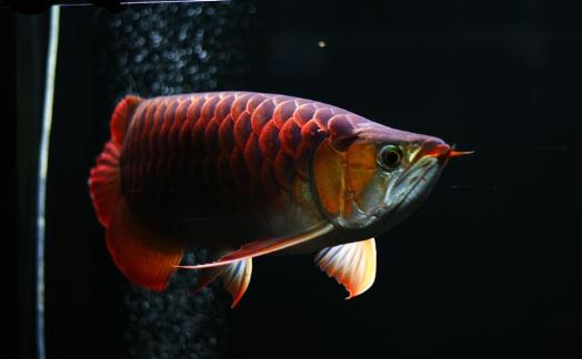 紅龍魚的如何養護？養紅龍魚好嗎？