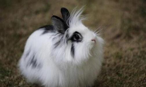 獅子頭兔對生活環境有什麼要求？