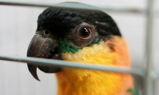 黑頭凱克鸚鵡是什麼？黑頭凱克鸚鵡的生活習性