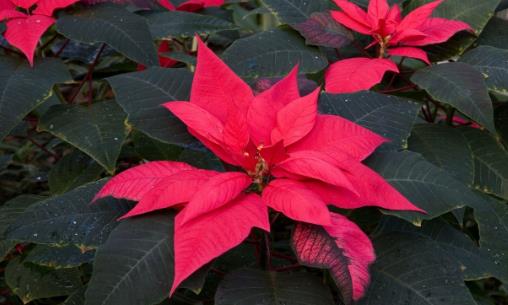 廚房用剩的菜不要扔，這麼一弄做成肥料，好用極了！