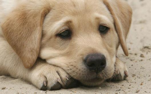 狗狗隨地大小便訓練狗狗定點排便之秘笈